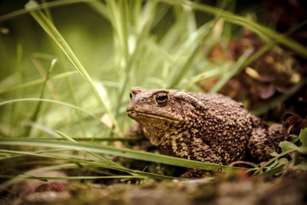 Répulsif à crapaud