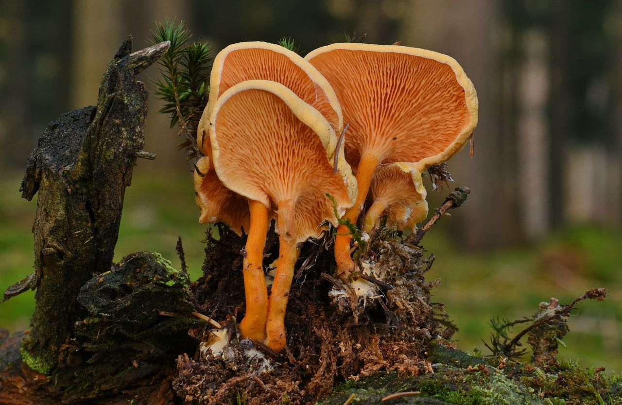 Champignon orange sur bois mort