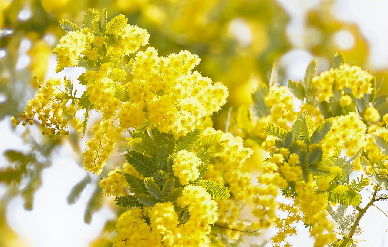 Mimosa près d’une maison