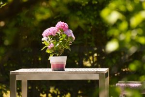 Bouturer un hortensia