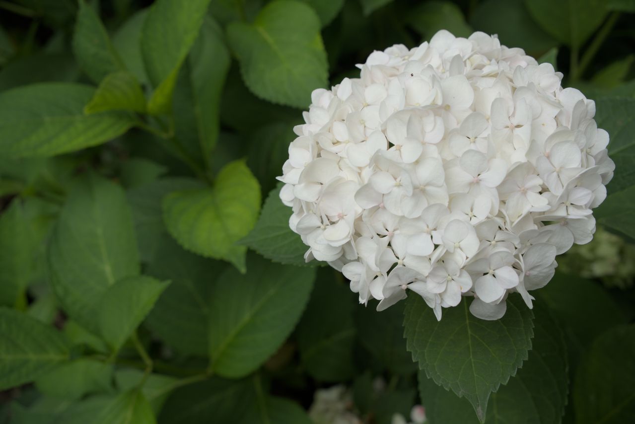 Hortensia blanc