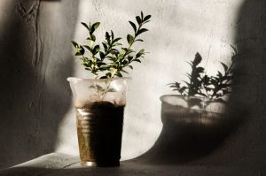 Bouturer un photinia
