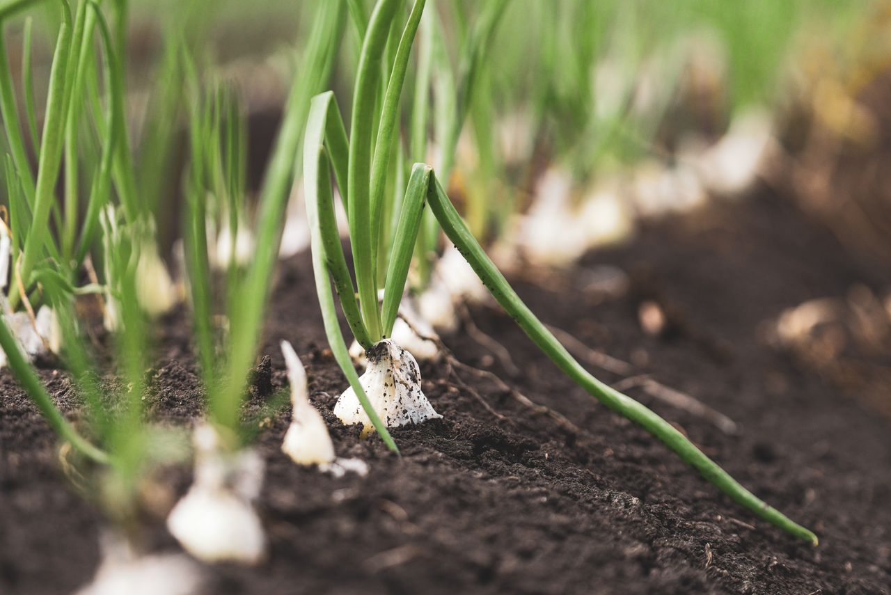 Planter les oignons