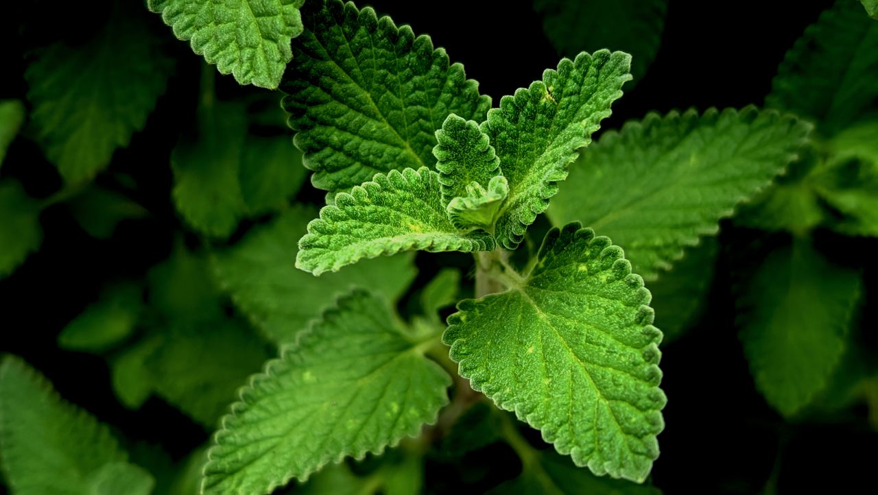 Bouturer de la menthe