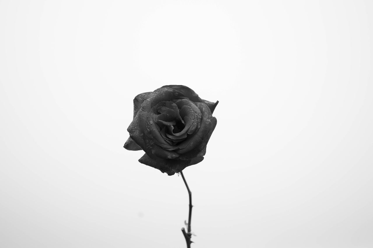 Rose noire