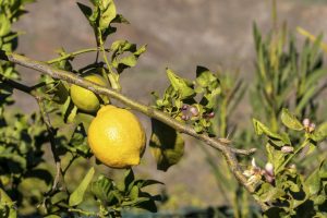 Tailler un citronnier