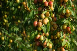Mirabelles sauvages