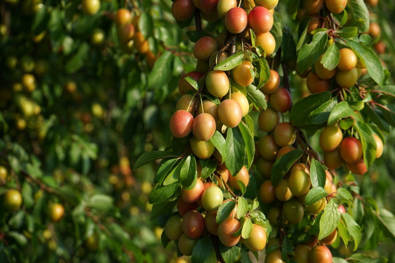 Mirabelles sauvages