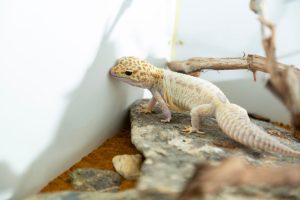 Geckos