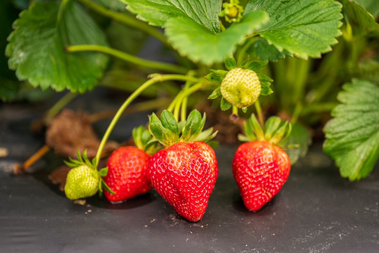 Meilleures variétés de fraisiers remontants