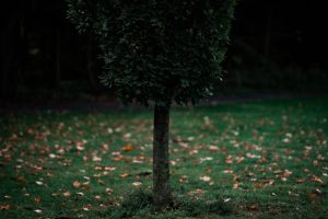 Arbre pour un petit jardin