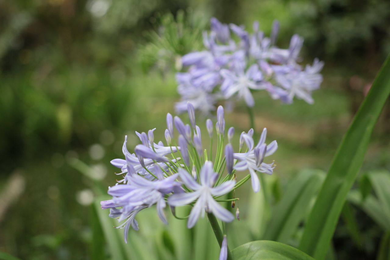 Agapanthe gelée