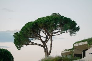 Arbre parasol