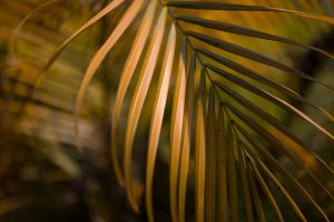 Feuilles du palmier deviennent marron