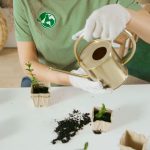 Arroser les plantes avec du bicarbonate de soude