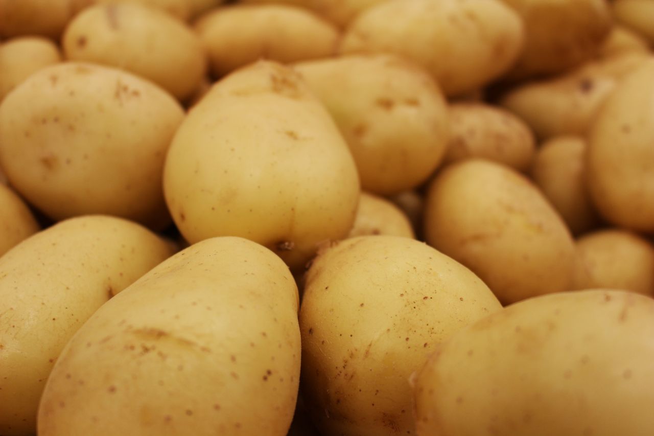 Pomme de terre Colomba