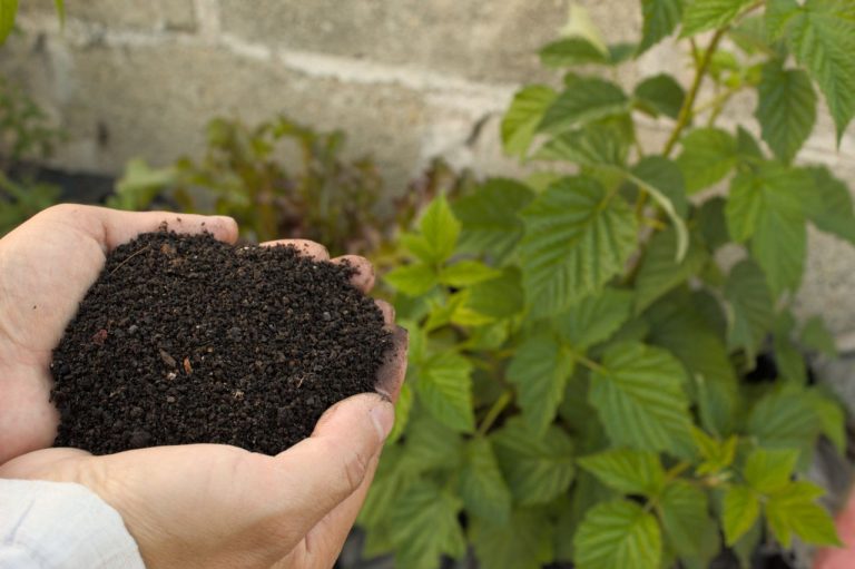 Engrais naturel pour les tomates